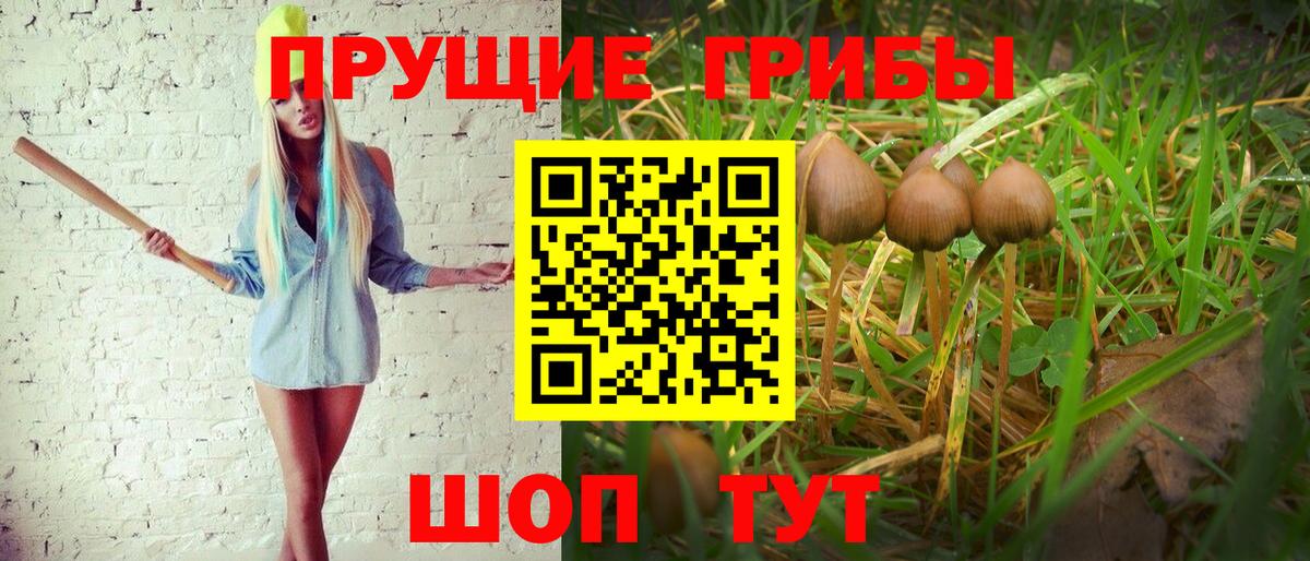 Тамбов  цена   Вход с VPN  Галлюциногенные грибы Cubensis 